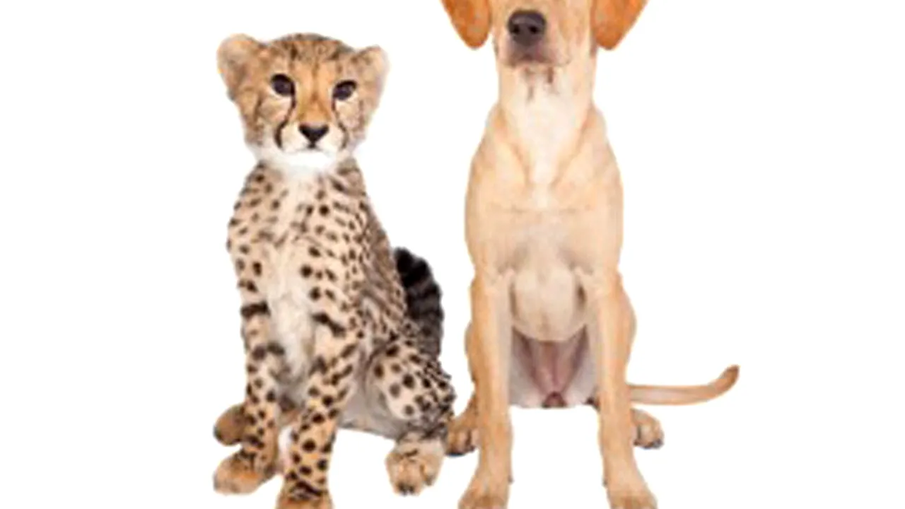 POVESTE EMOŢIONANTĂ: Un ghepard şi un labrador, cei mai buni prieteni de un an de zile - FOTO, VIDEO