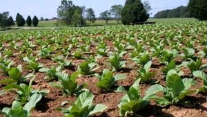 STUDIU: Tutunul ar putea fi folosit în vindecarea cancerului