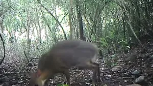 VIDEO | Un exemplar de cerb pitic, despre care se credea că a dispărut de 30 de ani, filmat într-o pădure din Vietnam