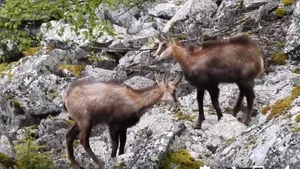 VIDEO O nouă generaţie de capre negre a apărut în Retezat. Animalele sunt monitorizate de specialişti