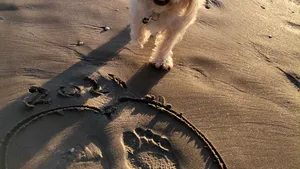 Câte cuvinte înţeleg câinii. Un studiu realizat de canadieni dezleagă misterul