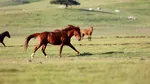 „Paștele Cailor” chiar există. De unde provine numele sărbătorii
