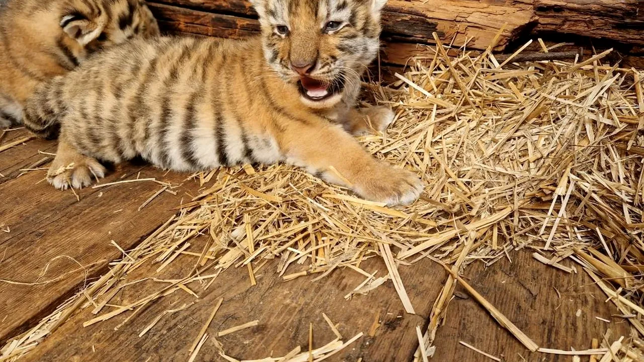 Premieră istorică la Zoo Oradea: S-au născut doi pui de tigru siberian