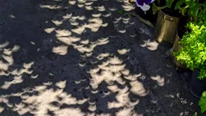 Cutie de pantofi, strecurătoare, copaci... Cum puteți vedea eclipsa solară în siguranță fără ochelari de protecție?