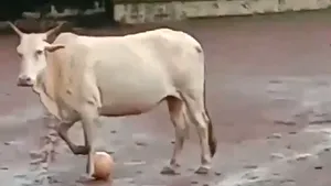 Un jucător neprevăzut intră în meci. Ce se întâmplă cu MINGEA de fotbal după ce un taur o fură de la nişte adolescenţi | VIDEO