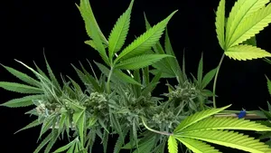 Ce părere are Rafila despre utilizarea canabisului în scop medical