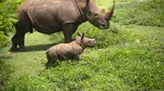 „În unele zile, nu ajunge pentru toată lumea”. O grădină zoologică celebră pentru reproducerea speciilor pe cale de dispariție raționează hrana animalelor