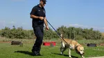 Baza de date cu ADN canin. O țară folosește o nouă metodă criminalistică pentru identificarea suspecților