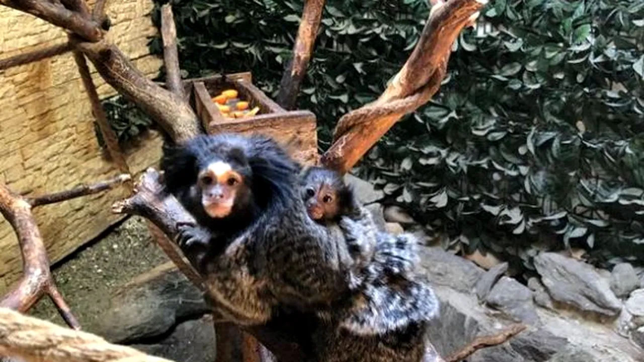 5 pui de lup alb, un pui de ciută, 7 lebede negre - noii locatari de la Zoo Sibiu