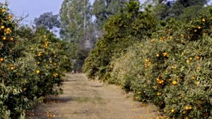 Romanians Used As Slaves On A Spanish Plantation