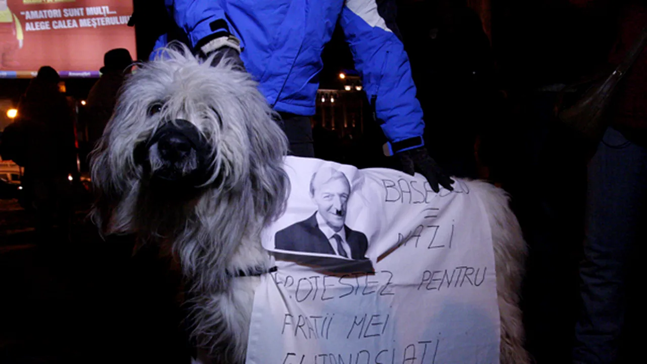 Un căţel poartă pancarte cu mesaje împotriva şefului statului şi a eutanasierii câinilor