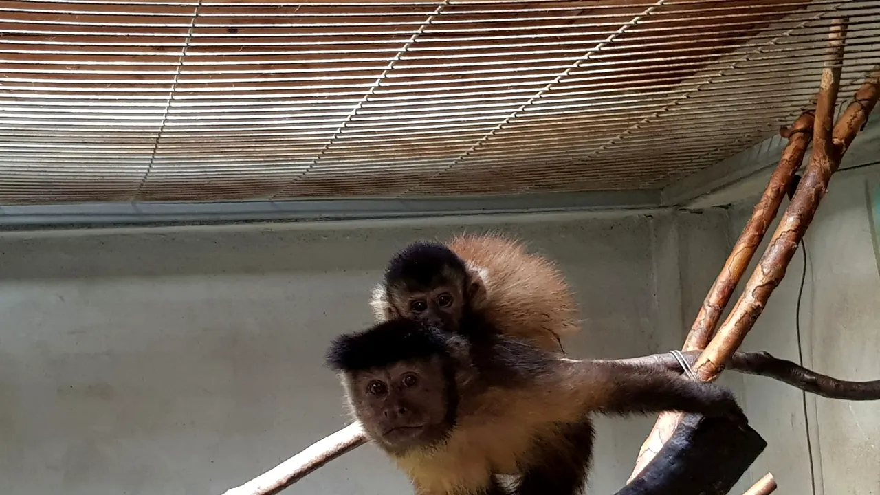 Cei mai drăgălaşi chiriaşi de la Zoo Oradea: puiul de capucin brun şi puiul de antilopă GALERIE FOTO
