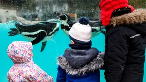 VIDEO Prima zi după lockdown în Marea Britanie. Grădina zoologică din Londra şi-a redeschis porţile