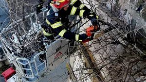 ISU: un copac a crescut pe faţada unui bloc din Giurgiu, la etajul opt al clădirii 