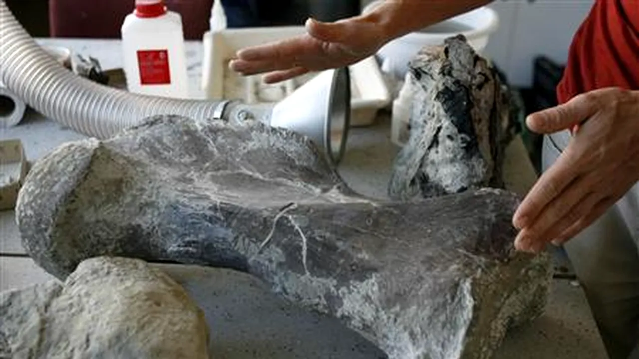 Rămăşiţele fosilizate ale unui dinozaur, descoperite în Polonia