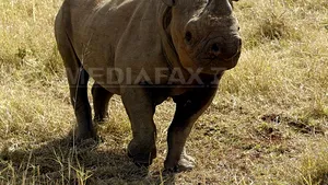 Record de rinoceri ucişi în 2010 în Africa de Sud