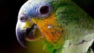 Fosilele celui mai mare papagal din lume, descoperite în Noua Zeelandă. La ce înălţime ajungea pasărea preistorică | FOTO