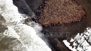 Număr-record de morse zărite pe o plajă din Alaska - FOTO, VIDEO