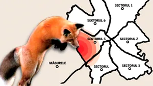 Gândul: Direcţia Sanitar-Veterinară a ascuns o vulpe turbată din sectorul 5