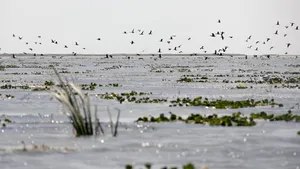 Un paradis al păsărilor a devenit un dezastru ecologic. Peste 60% dintre pui au fost deformați sau morți