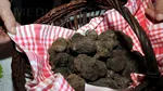 Căutătorii de trufe din România trimit „aurul negru” celor mai exclusiviste restaurante din lume