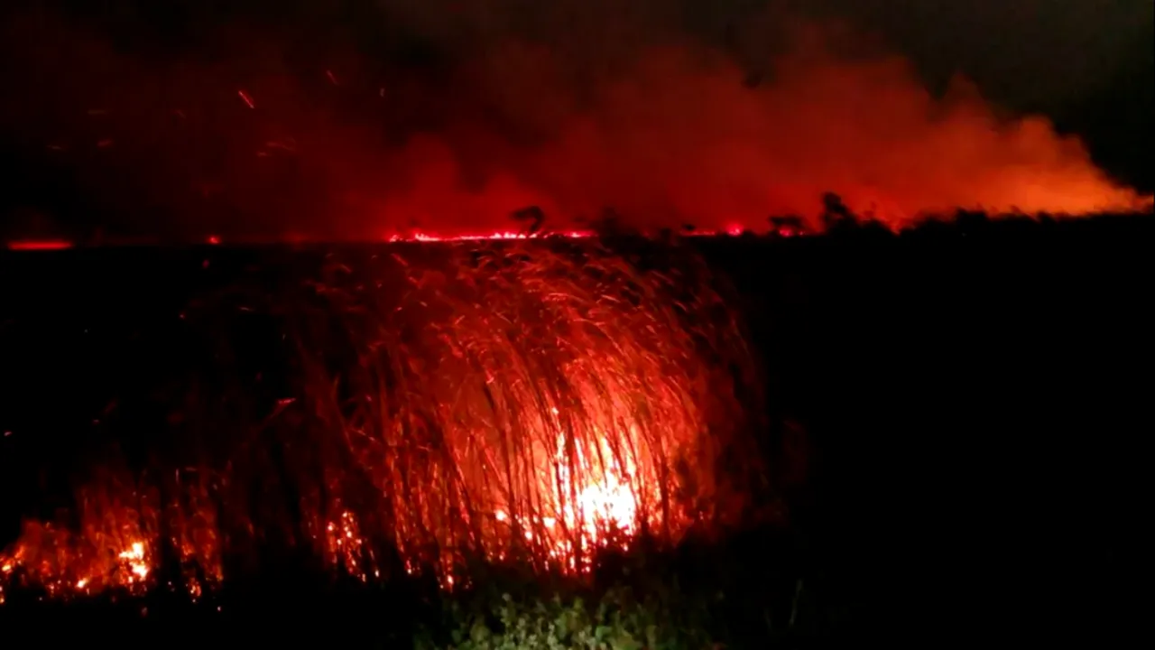 Firmă amendată cu 100.000 de lei pentru incendierea vegetației în Delta Dunării