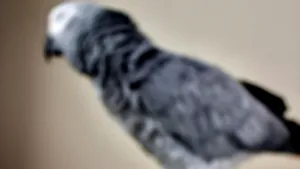 Cea mai altruistă specie. Animalele care îşi ajută semenii fără să urmărească niciun beneficiu imediat