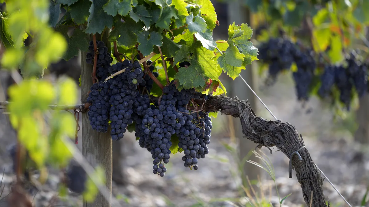Producător autohton de vin: Vremea a afectat cantitatea în multe zone viticole, dar calitatea vinului e superioară
