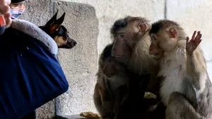O zi de libertate. Peste 20 de maimuţe au evadat din grădina zoologică şi s-au bucurat de un „city break” în Germania