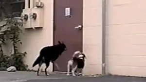 GESTUL IMPRESIONANT de solidaritate din partea unui câine cu trei picioare - VIDEO