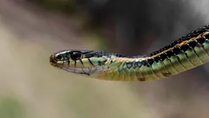 Cea mai mare concentrație de șerpi de pe planetă poate fi văzută în acest loc