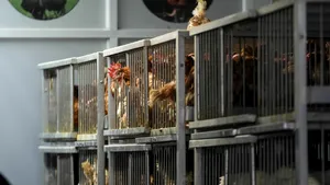 Primul caz de gripă aviară la om din Mexic, confirmat la o fetiță de 3 ani