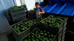 Exporturile de avocado mexican către SUA, suspendate din nou | Cartelurile și amenințările de securitate blochează livrările