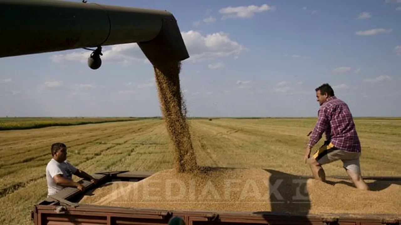 Producţia de cereale pentru boabe a crescut anul trecut cu 3,4%