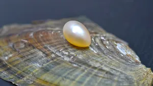 COMENTARIU Lelia Munteanu: Insula