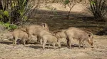 O țară uriașă se confruntă cu o problemă neașteptată: milioane de porci sălbăticiți distrug culturile și sursele de apă