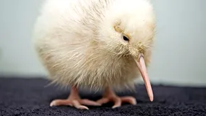 Raritate în lumea păsărilor: Un pui alb de pasăre Kiwi s-a născut în Noua Zeelandă