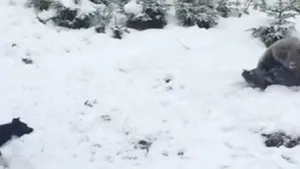 VIDEO A nins la munte. Un urs a fost filmat în timp ce se juca în omătul proaspăt depus pe Valea Prahovei