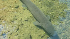 Un morun cu icre în valoare de mii de euro a fost găsit mort la Galaţi. Prima ipoteză a poliţiei