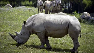 Primii rinoceri albi din ultimii 40 de ani într-un parc natural din Mozambic 