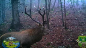 VIDEO Duelul cerbilor: Spectacol de forţă şi graţie, surprins în Pădurile Braşovului. „În dragoste e ca în război”