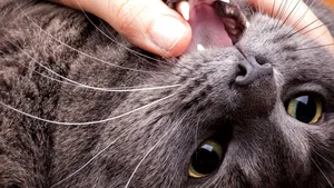 Cercetători: În anumite circumstanţe, pisicile domestice consumă cadavre de oameni