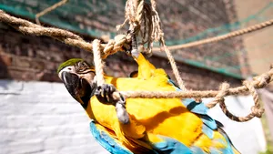 Papagalul Julieta, în căutarea iubirii de 20 de ani. Dragoste imposibilă, dincolo de gratiile grădinii zoologice