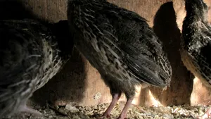 O tulpină a virusului care provoacă gripa aviară a fost descoperită în FiIlipine, iar 25.000 de prepeliţe au fost ucise