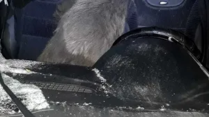 Mistreţ proiectat într-o maşină, după un accident. Şoferul a ajuns în stare gravă la spital