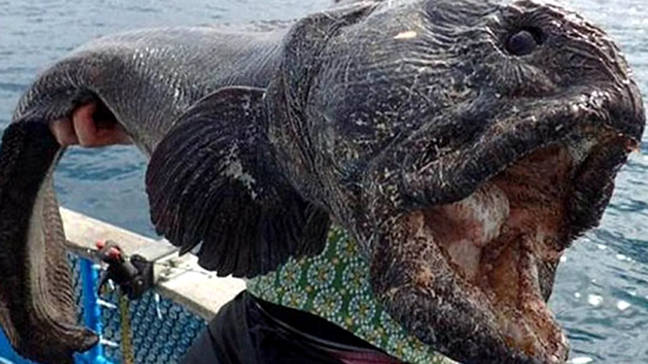 Peşte-gigant, capturat în Japonia - FOTO