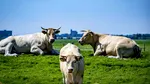 Veste importantă pentru fermierii români: ajutoarele naționale tranzitorii ar putea continua și după 2027