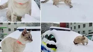 Ajutor pentru poliţiştii clujeni. Motanul Berlioz a contribuit la deszăpezirea maşinii de Poliţie