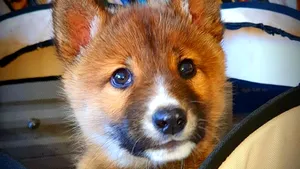 Descoperirea făcută despre un pui de câine după efectuarea unui test ADN 