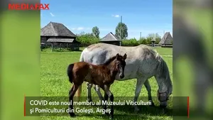 COVID dă viaţă muzeului Goleşti. Mânzul care poartă numele virusului aşteaptă să se joace cu noua lui verişoară, Izoleta